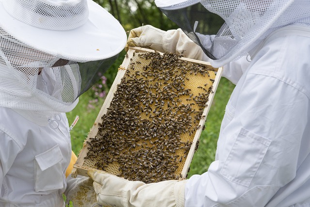 Imker bei der Durchsicht eines Bienenvolkes im Bayerischen Wald