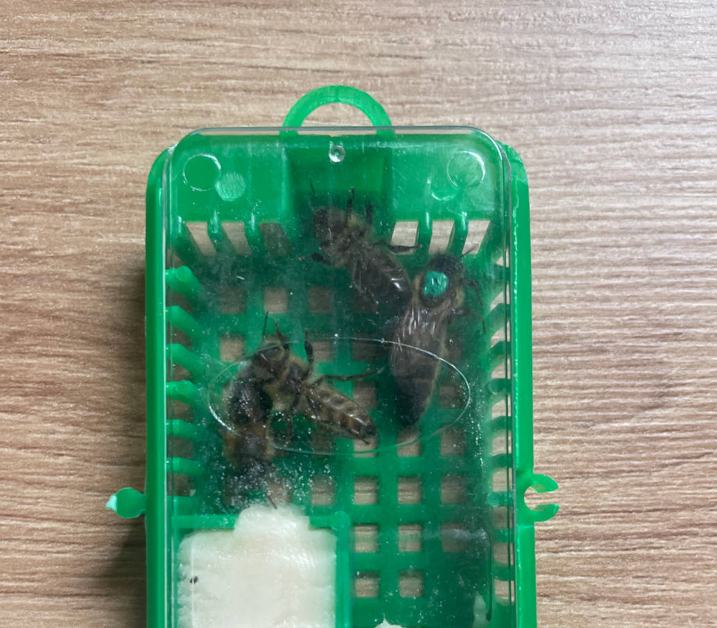 Bienenköniginnen