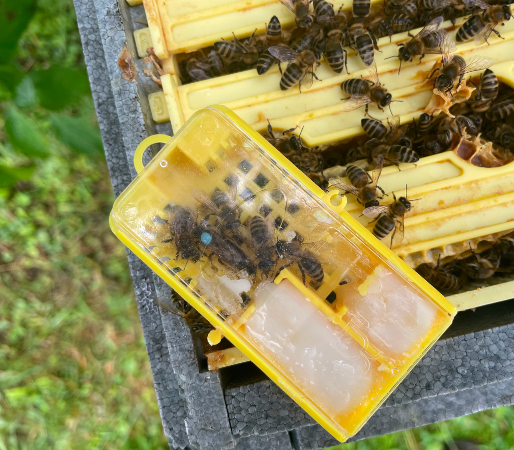 Bienenkönigin